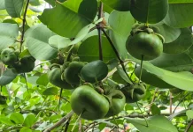 Inovasi Desa Sungai Rasau: Olah Buah Mangrove Jadi Produk Olahan