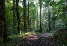 Kolaborasi dan Pemberdayaan Jadi Kunci Konservasi Hutan Kalimantan