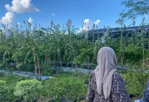 Wakil Wali Kota: Tanaman Sorgum Potensial Dikembangkan di Palangka Raya