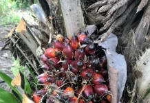 Harga Sawit Anjlok, Petani Sebut Terparah