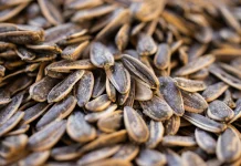 Biji Bunga Matahari Menjadi Camilan Sehat Kaya Nutrisi Alami