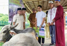 Bupati Mura Serahkan Sapi Kurban Presiden RI