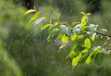 Musim Kemarau Terjadi Bertahap, Kalteng Masih Diguyur Hujan