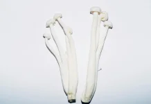 Mengenal Jamur Enoki dan Cara Mengolahnya