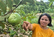 Kisah Vinawati: Panen Buah Jambu Kristal dari Pekarangan