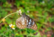 Keindahan Kupu-Kupu Beserta Habitat Hidupnya