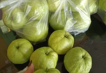 Jambu Kristal Menjadi Buah Favorit karena Rasa Manis dan Kandungan Gizinya