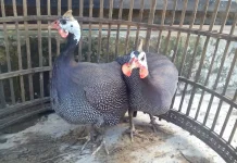 Ayam Mutiara Pembasmi Hama Alami