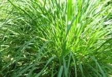 Langkah Efektif untuk Mencegah Ular Masuk Rumah