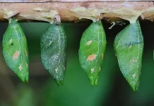 Kepompong dan Manfaatnya bagi Lingkungan