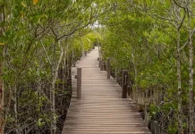 Tembiluk, Satwa Unik Hutan Mangrove yang Menyimpan Beragam Manfaat