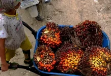 Disbun Kalteng Tetapkan Ulang Harga TBS, Petani Diminta Waspada Penyimpangan