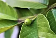 Daun Jambu Biji, Herbal Alami dengan Beragam Manfaat Kesehatan