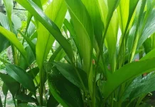 Daun Kunyit Kaya Manfaat untuk Kesehatan