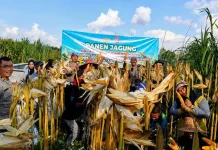 Panen Jagung Kelompok Tani, Polsek Pahandut Dukung Ketahanan Pangan