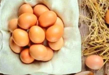 Mengenal Perbedaan Kandungan dan Manfaat Telur Omega dan Telur Biasa