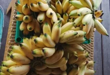 Pisang Maholi, Kekayaan Hayati Lokal yang Perlu Dilestarikan