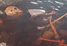 Geger! Ada Kerangka Mirip Manusia Tersangkut di Bawah Jembatan di Sampit