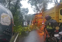 Pohon Tumbang Depan Kantor Kecamatan Jekan Raya Ganggu Lalu Lintas Pengendara