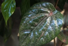 Daun Sirih Merah, Tanaman Herbal yang Kaya Manfaat