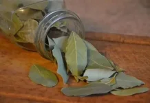 Daun Salam, Rempah yang Mampu Kontrol Kadar Gula Darah