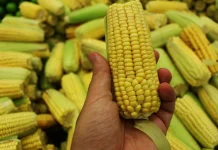 Cara Sederhana Memilih Jagung Matang