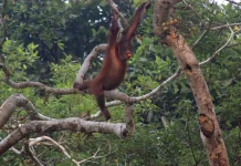 Konservasi Berkelanjutan Jaga Populasi Orang Utan Sebangau
