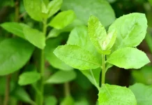 Daun Beluntas, Tanaman Herbal yang Kaya Manfaat bagi Kesehatan