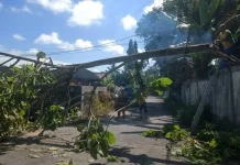 BPBD Kobar Tangani Pohon Tumbang di Jalan H.M. Rafi’i