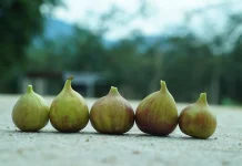 Buah Ara Kaya Nutrisi yang Baik untuk Kesehatan