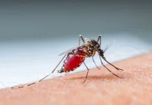 Hari Dengue ASEAN 2026, Bersatu Wujudkan Nol Kematian di Tahun 2030
