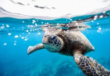 Hari Penyu Sedunia, Tingkatkan Kepedulian Perlindungan Satwa Laut Langka