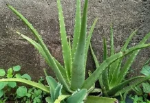Lidah Buaya Bermanfaat untuk Kesehatan dan Kecantikan