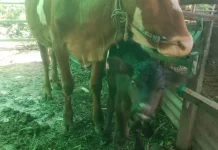Kelahiran Pedet Angus di Kumai Jadi Bukti Keberhasilan Program Inseminasi Buatan
