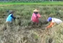 Panen Padi Berambai Makmur Turun Dampak Cuaca Buruk