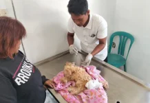 Klinik Hewan Distan Kobar Berikan Layanan Pengobatan Anabul