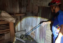 Damkar Kobar Evakuasi Ular Sanca dari Kandang Warga di Natai Raya