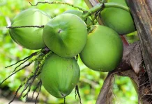 Air Kelapa Muda Baik Bagi Kesehatan Tubuh