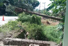 Hujan Lebat dan Angin Kencang Tumbangkan Pohon Rumbia di Jaar, Barito Timur