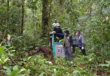 Lima Orangutan dari Pusat Rehabilitasi Nyaru Menteng Dilepasliarkan ke Hutan