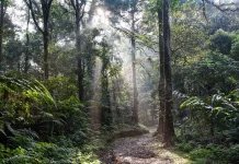 Hari Hutan Hujan Sedunia Satukan Aksi Lindungi Bumi