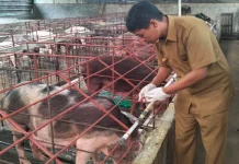 Respons Laporan Warga, Puskeswan Arsel Obati Ternak Babi di Pasir Panjang