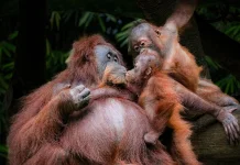 Harapan Baru Bagi Orangutan di Taman Nasional Sebangau