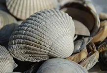 Kulit Kerang Laut Bernilai Ekonomi dan Ramah Lingkungan