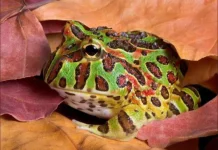 Katak Pacman Buktikan Amfibi Bisa jadi Menggemaskan