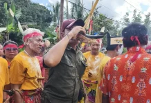 Tradisi Minum Tuak di Tanduk Kerbau, Simbol Kehormatan dan Kebersamaan Suku Dayak