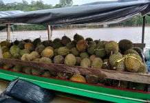 Musim Durian Hadir, Masyarakat Berburu Buah Favorit