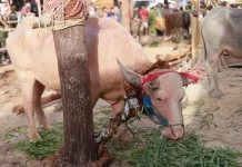 Kerbau Menjadi Hewan Sakral dalam Ritual Tiwah Masyarakat Dayak
