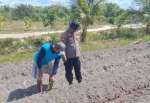 Dukung Ketahanan Pangan, Pantau Lahan Jagung Kelompok Tani Elea Farm