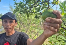 Desa Karang Bunga Sulap Rawa Jadi Sentra Jeruk Siam